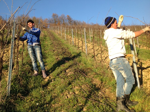 Comunicare il vino raccontanto in presa diretta i lavori in vigneto